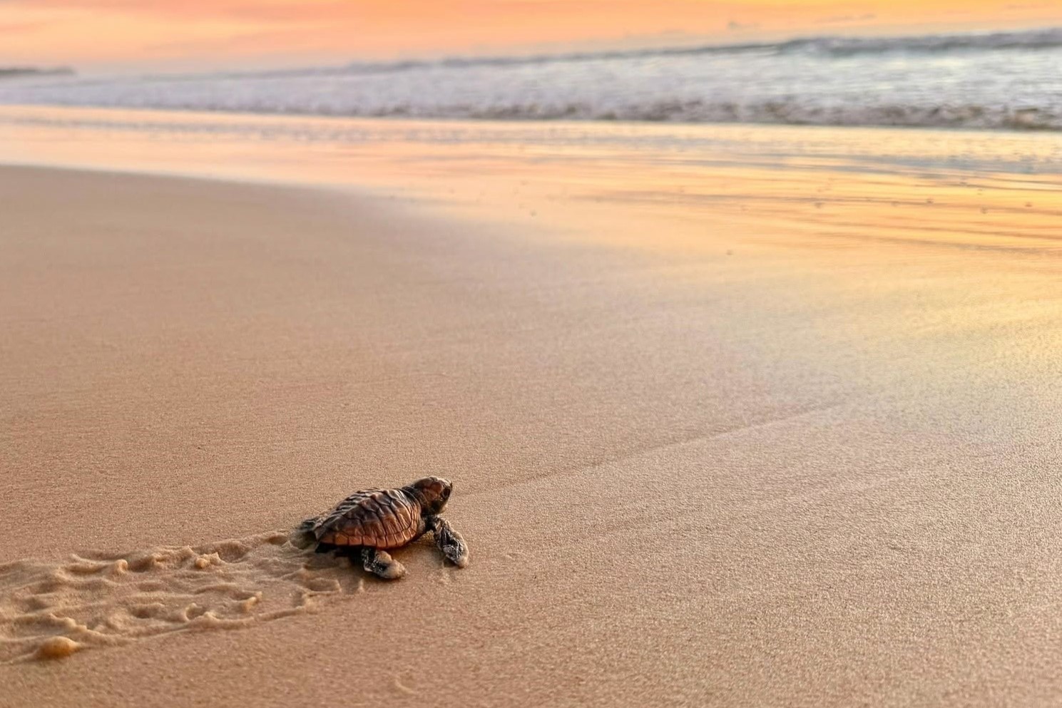 Noosa Turtle Trackers And Climate Projects Share $85,000 Council Grant Round