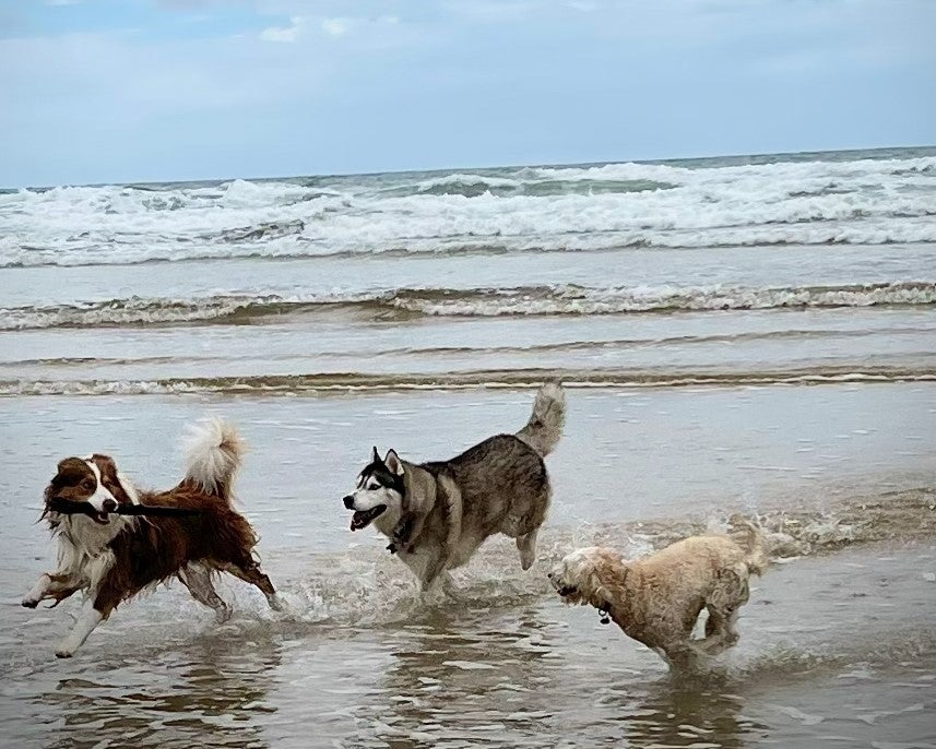 Sunshine Coast Dog Laws Start With New Beach And Reserve Access Rules