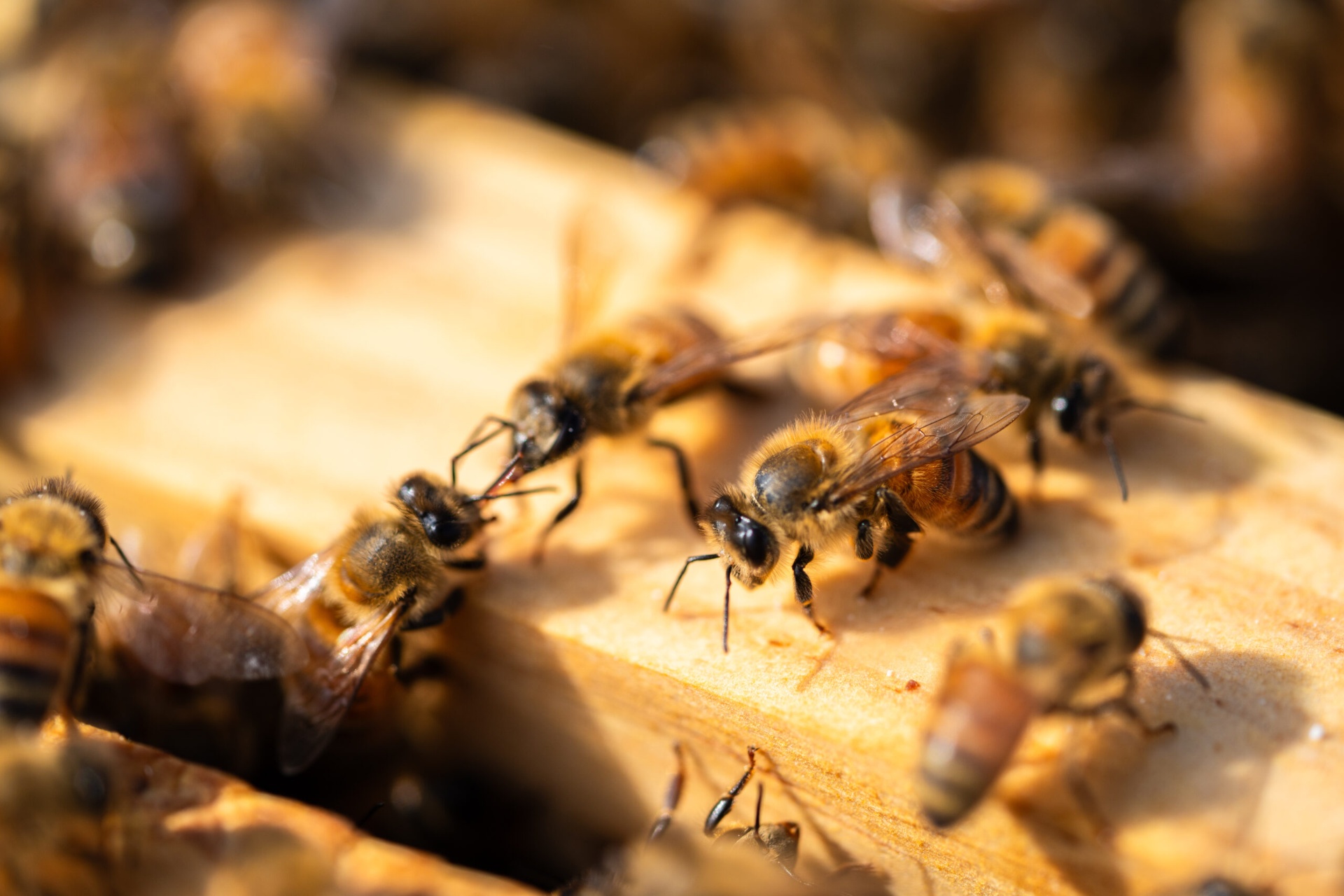 UniSC Volker Herzig Study Finds Spider Venom Peptides Could Protect Honeybees