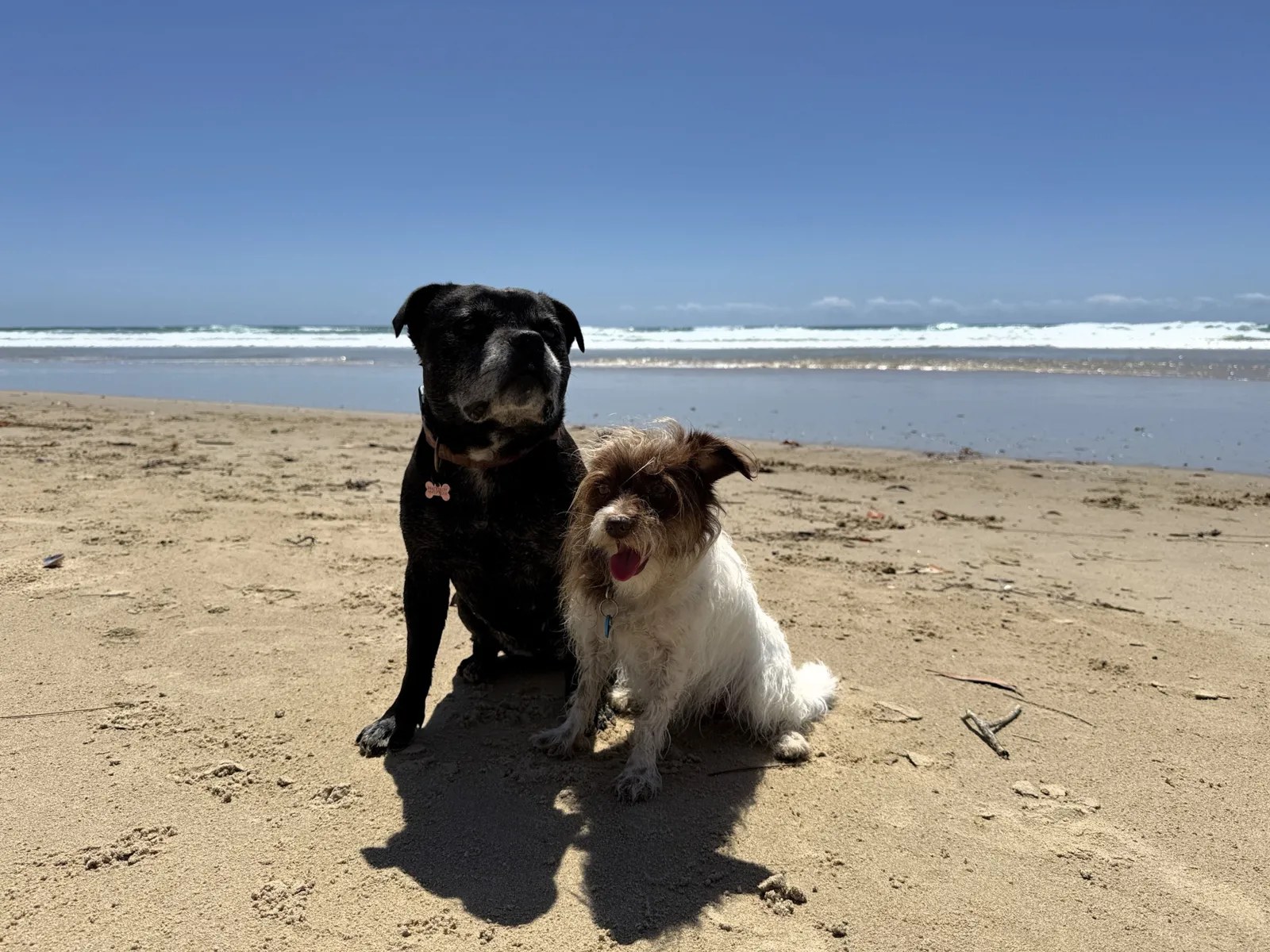 Sunshine Coast Dog Rule Changes Put New Beach Access Limits Into Force
