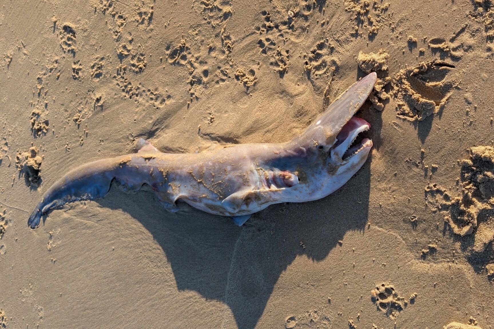Coolum Beach Rare Deep-Sea Shark Find Becomes Queensland First For UniSC Researchers